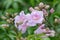 Pink trumpet vine Podranea ricasoliana, lilac infused pinkish flowers