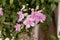 Pink trumpetflower Podranea ricasoliana