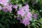 Pink trumpetflower Podranea ricasoliana