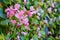 Pink tuberous begonia blooming in garden