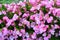 Pink tuberous begonias flowers