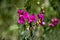 Pink Tuberous pea flowers on green blurred background close up