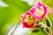 Pink tubular flowers on a bright green background