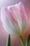 Pink tulip