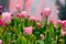 Pink tulip