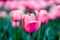 Pink Tulip