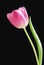 Pink tulip