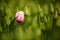 Pink tulip bloom, red beautiful tulips field in spring time with sunlight, floral background, garden scene, Holland, Netherlands