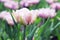 Pink tulip blooming against the background of a plantation of spring flowers