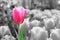 pink tulip on blur black and white background