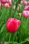 Pink Tulip with blured background