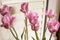 Pink Tulip Bouquet in Home Interior