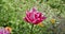 Pink tulip close-up moving in the wind, selective focus.