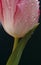 Pink Tulip Detail with Water Droplets