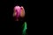 Pink Tulip details under a very low light on black background f