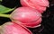 Pink Tulip. Drops. Flowers. Reflection. Macro