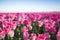 Pink tulip field I