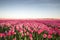 Pink tulip field II