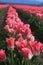 Pink tulip field in Skagit Valley