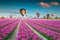 Pink tulip fields with windmills and hot air balloons, Netherlands