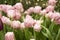 Pink Tulip Finola field background