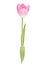 Pink tulip flower