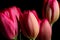 Pink tulip flower in bloom on a flower bouquet on a black background