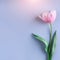 Pink tulip flower on blue background. Card for Mothers day, 8 March, Happy Easter. Waiting for spring. Greeting card