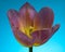Pink Tulip flower. Blue gradient background. Close-up.