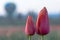 Pink Tulip Flower Pair