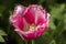 Pink tulip flower with petals with velvet edges. Illuminated by sunlight