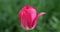 Pink tulip flower swaying in wind on blurred green background