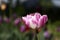 Pink tulip flower with white veins closeup in nature. A flower grows in a field