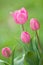 Pink tulip flowers