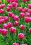 Pink tulip flowers field