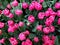 pink tulip flowers in a garden in spring season