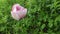 Pink tulip flowers growing in garden.