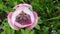 Pink tulip flowers growing in garden.