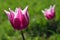 Pink tulip flowers with spiky petals and white edges, Claudia hybrid kind