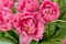 Pink tulip flowers water drops Floral arrangement