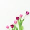 Pink tulip flowers on white background. Flat lay. Top view