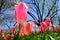 Pink Tulip in foreground with pastel tulips and trees in backgro