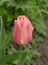 Pink tulip in garden. Fresh pink tulips Blushing lady