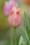 Pink tulip in garden. Fresh pink tulips Blushing lady