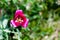 Pink tulip in the garden wrapped in a bindweed on a green background. Close up macro