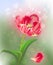 Pink tulip on green abstract light background