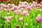 Pink Tulip Growing in indoor garden.