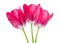 Pink tulip isolated