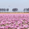 Pink tulip landscape with trees and wind turbine in holland