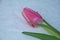 Pink tulip lies in the snow Tulipa